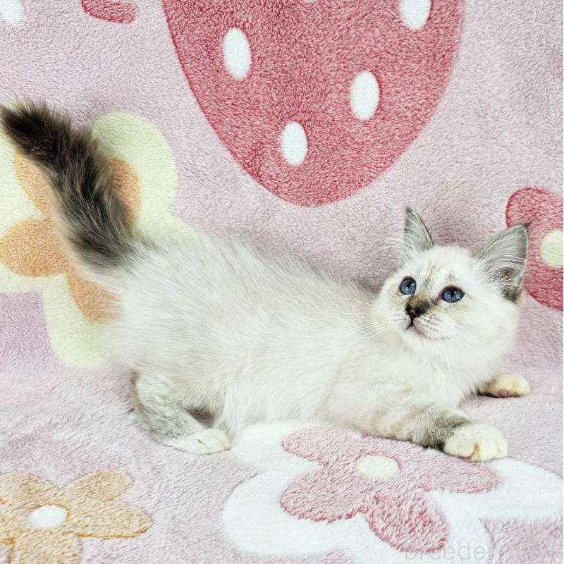 成約済の千葉県のバーマン-133198の5枚目