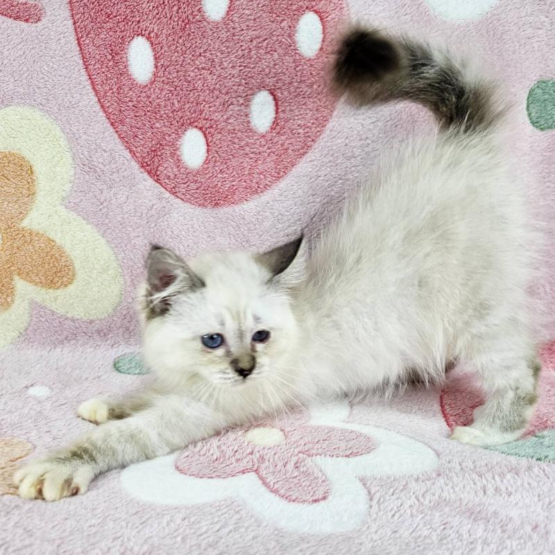 成約済の千葉県のバーマン-133198の4枚目