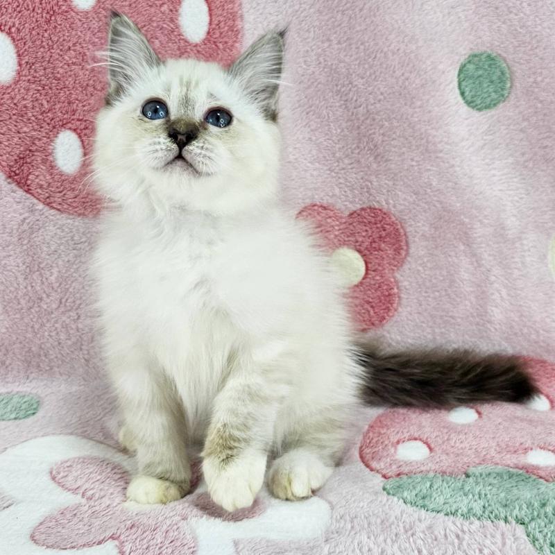 成約済の千葉県のバーマン-133198の3枚目