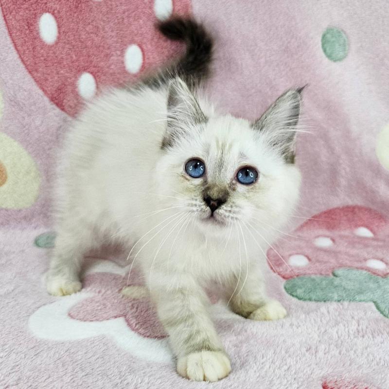 成約済の千葉県のバーマン-133198の2枚目