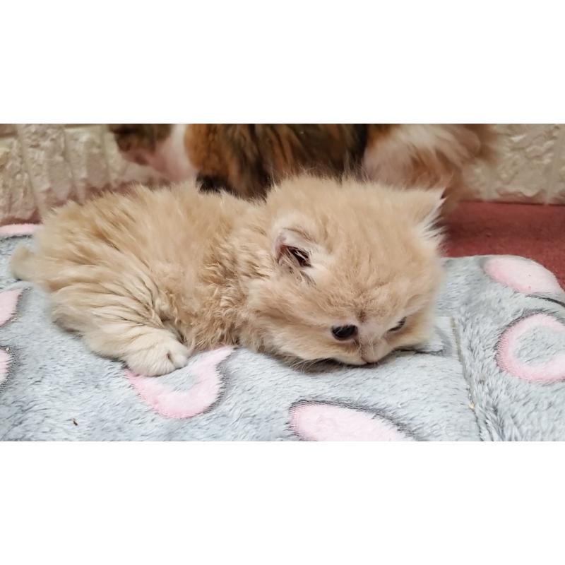 販売中の大阪府のミヌエット(短足)-135979の7枚目