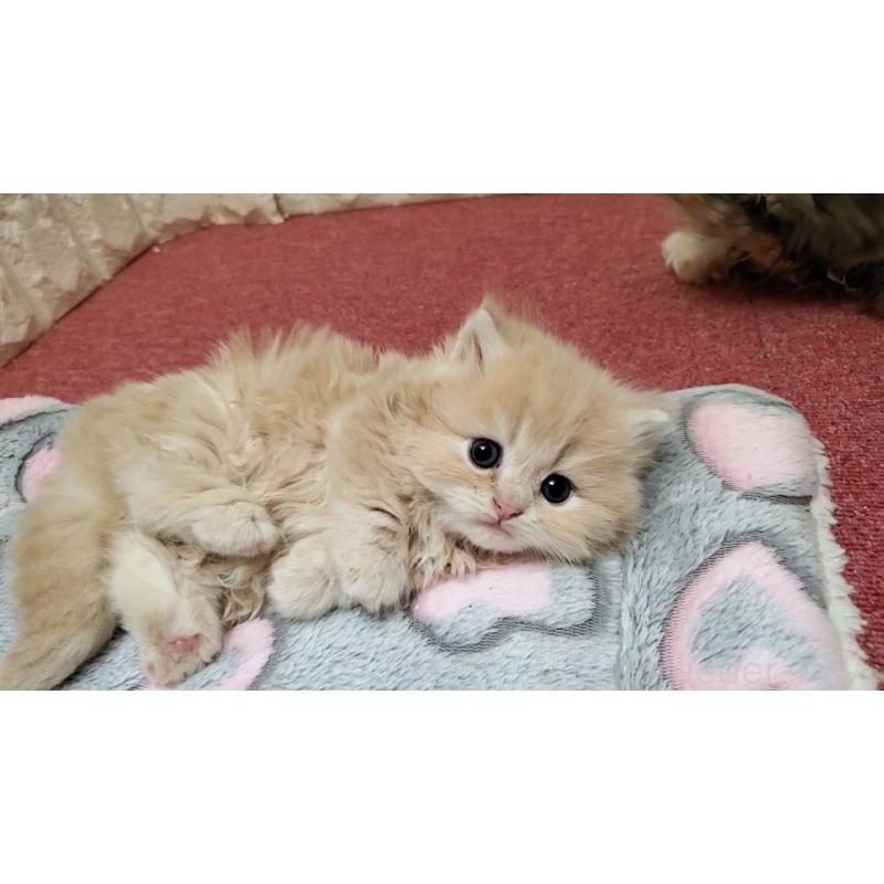 販売中の大阪府のミヌエット(短足)-135979の6枚目