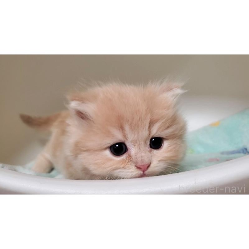 販売中の大阪府のミヌエット(短足)-135979の5枚目