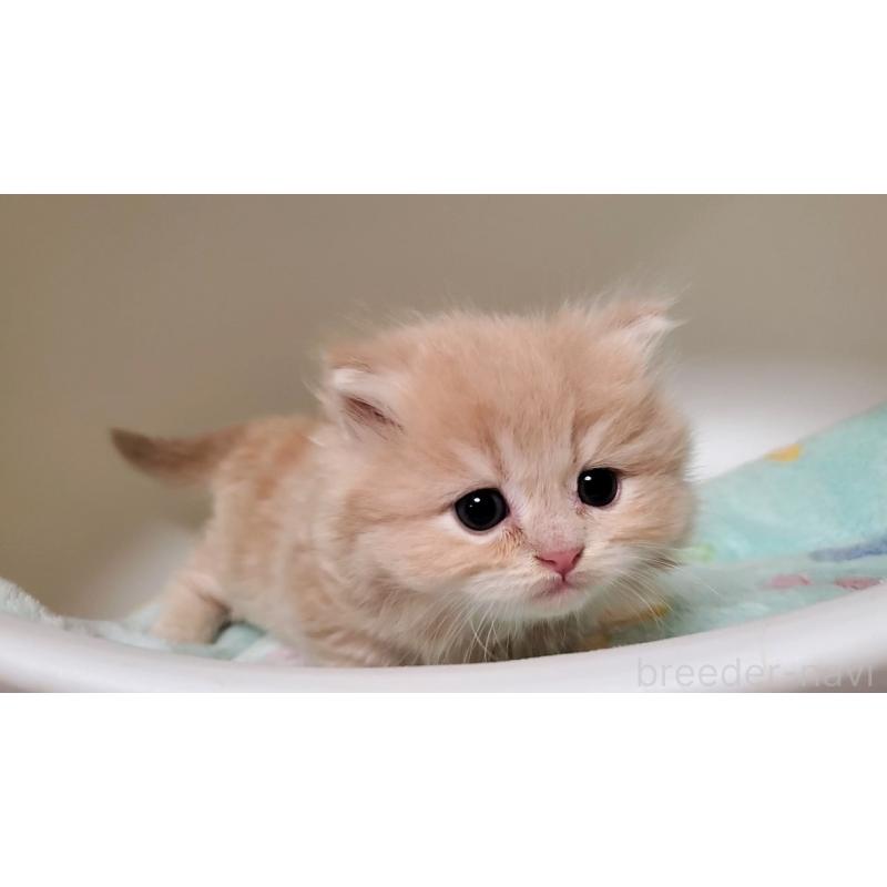 販売中の大阪府のミヌエット(短足)-135979の4枚目