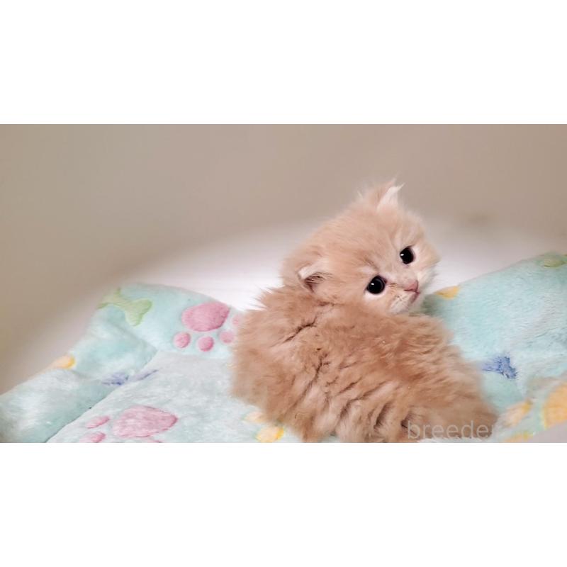 販売中の大阪府のミヌエット(短足)-135979の3枚目