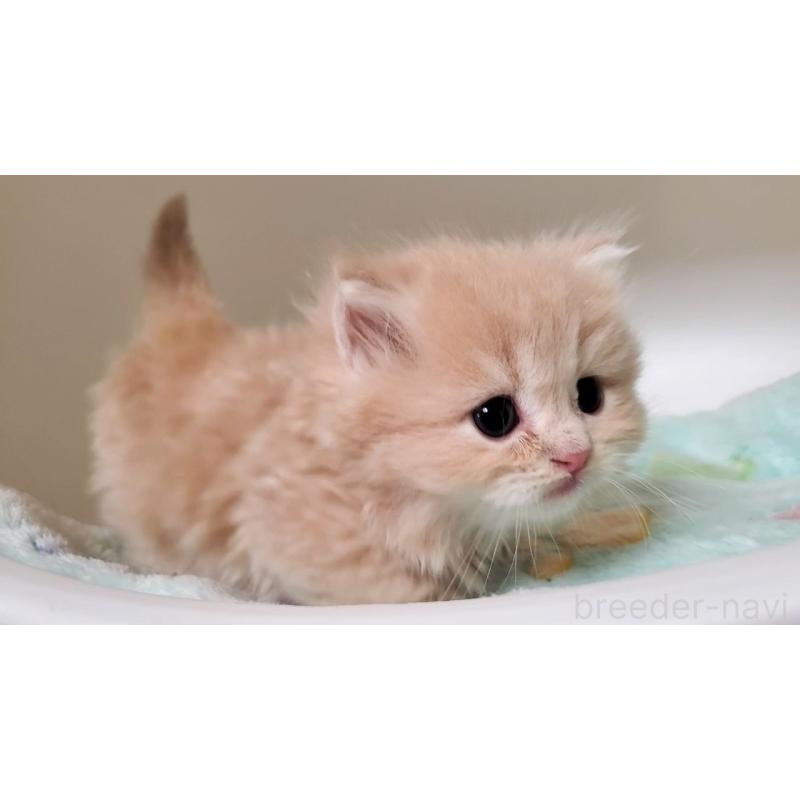 販売中の大阪府のミヌエット(短足)-135979の2枚目