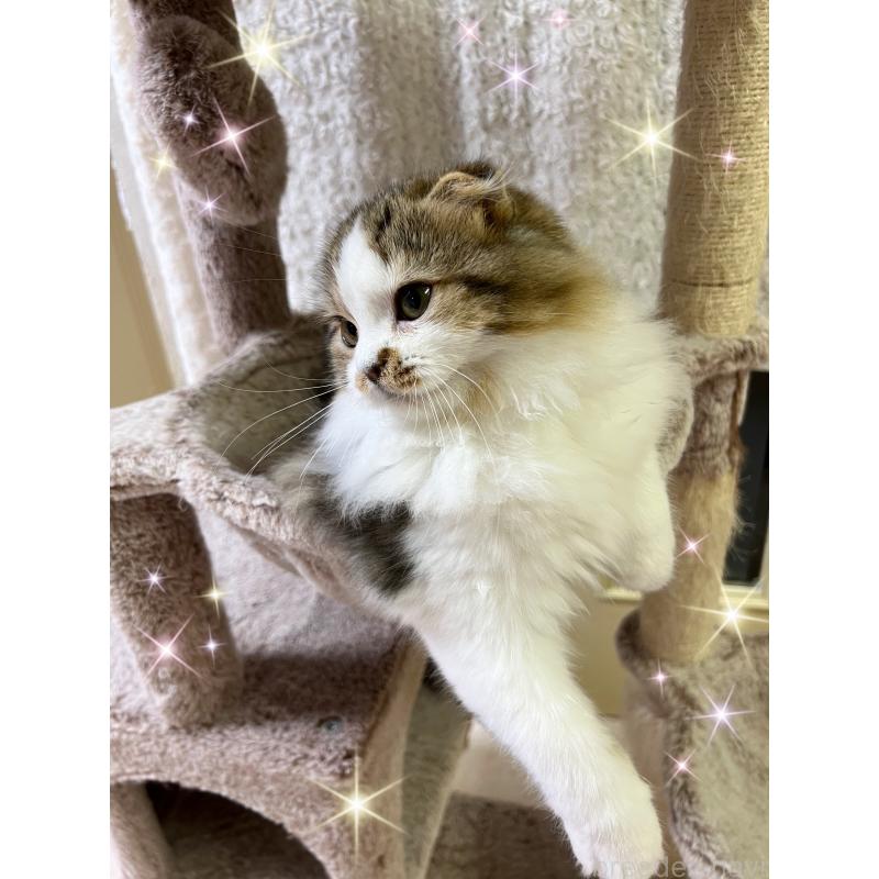 販売中の北海道のスコティッシュフォールド(折れ耳)-131105の5枚目