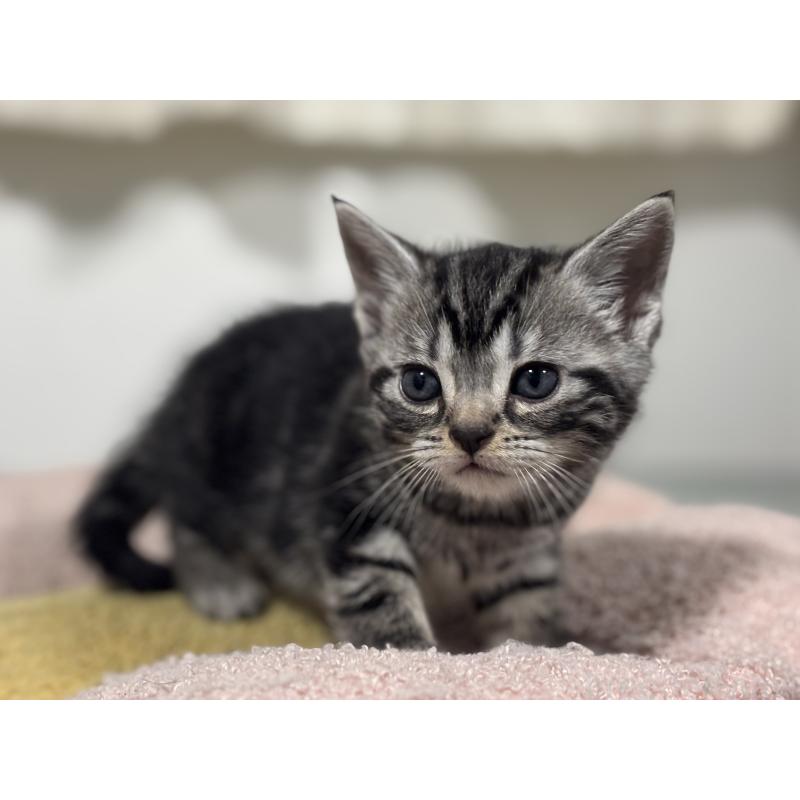 成約済の神奈川県のアメリカンショートヘア-135531の17枚目