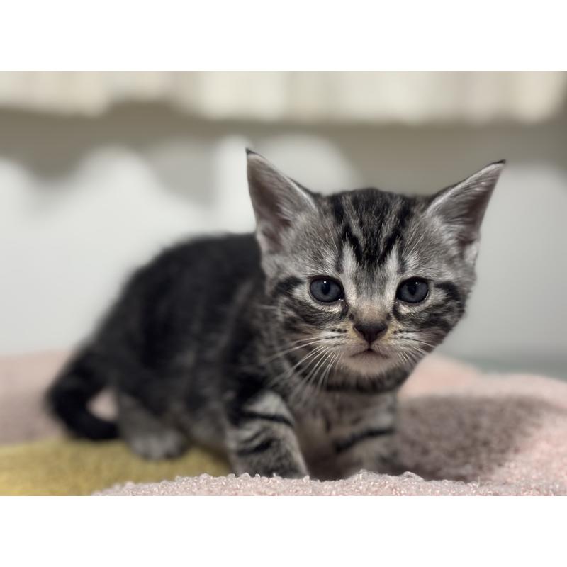 成約済の神奈川県のアメリカンショートヘア-135531の16枚目