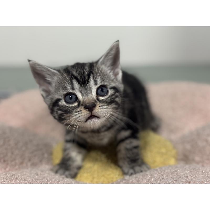 成約済の神奈川県のアメリカンショートヘア-135531の15枚目