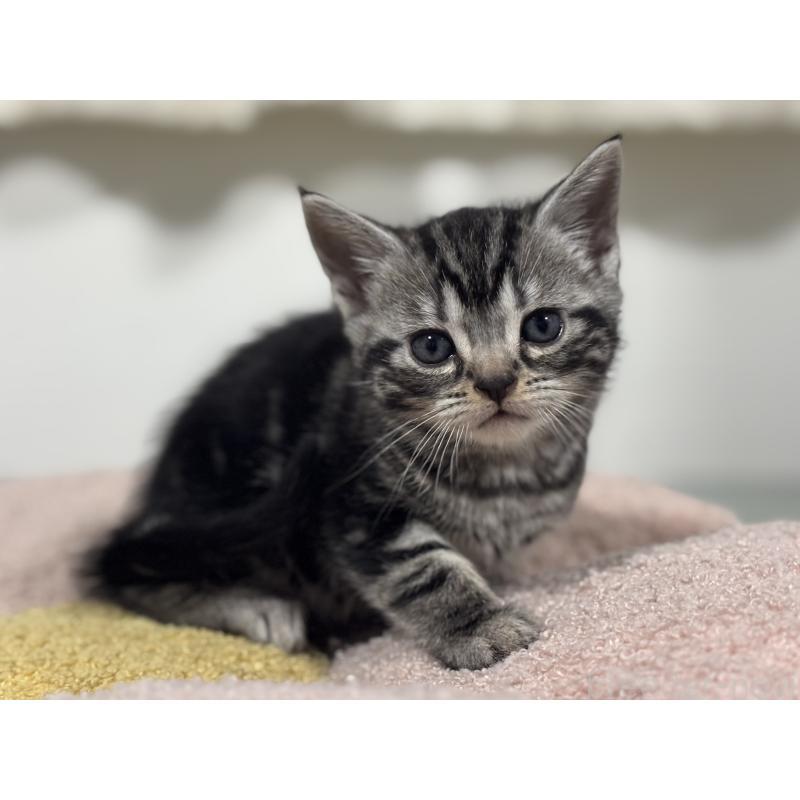 成約済の神奈川県のアメリカンショートヘア-135531の13枚目