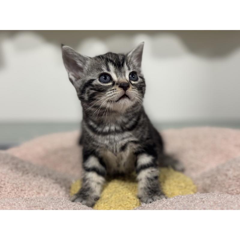 成約済の神奈川県のアメリカンショートヘア-135531の12枚目