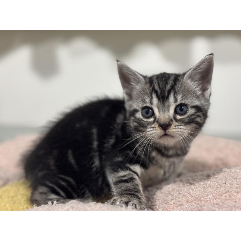 成約済の神奈川県のアメリカンショートヘア-135531の11枚目