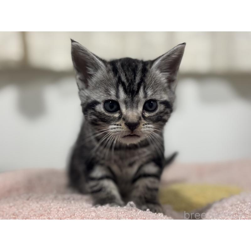 成約済の神奈川県のアメリカンショートヘア-135531の10枚目