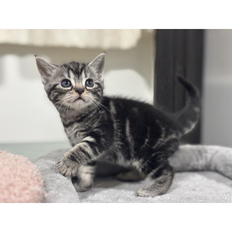 成約済の神奈川県のアメリカンショートヘア-135531の9枚目