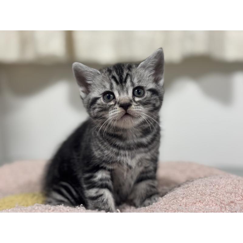 成約済の神奈川県のアメリカンショートヘア-135532の23枚目