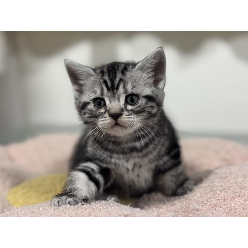 成約済の神奈川県のアメリカンショートヘア-135532の22枚目