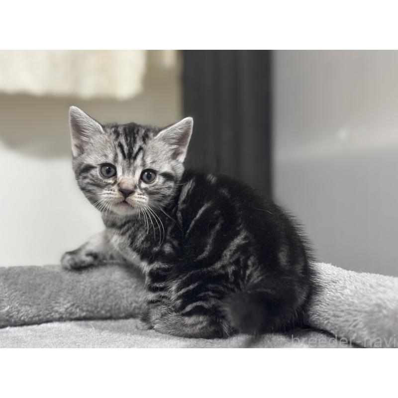 成約済の神奈川県のアメリカンショートヘア-135532の21枚目