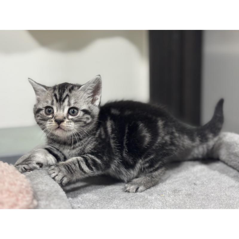 成約済の神奈川県のアメリカンショートヘア-135532の20枚目