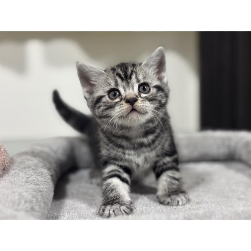 成約済の神奈川県のアメリカンショートヘア-135532の19枚目