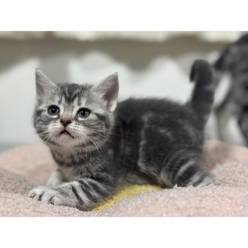 成約済の神奈川県のアメリカンショートヘア-135533の14枚目