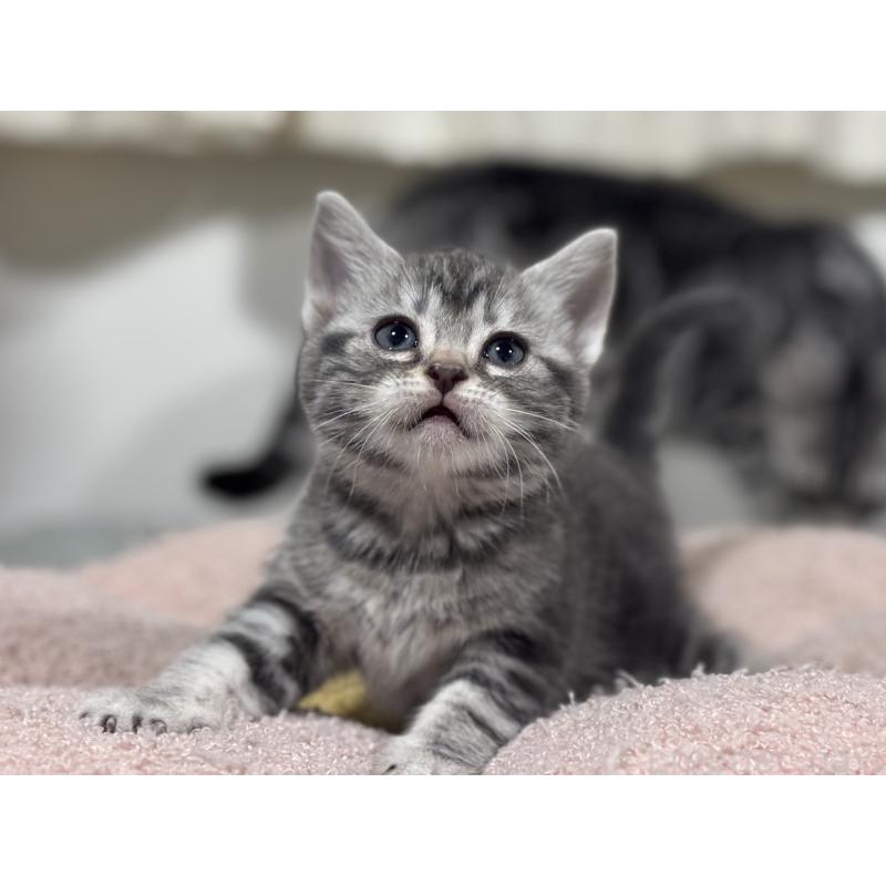 成約済の神奈川県のアメリカンショートヘア-135533の13枚目