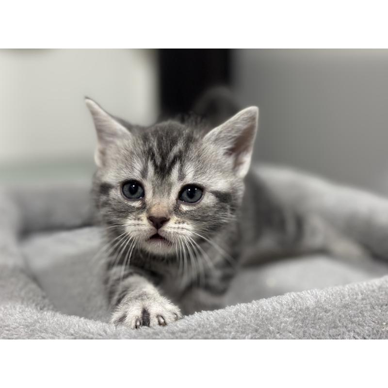 成約済の神奈川県のアメリカンショートヘア-135533の12枚目