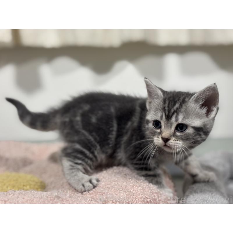 成約済の神奈川県のアメリカンショートヘア-135533の10枚目