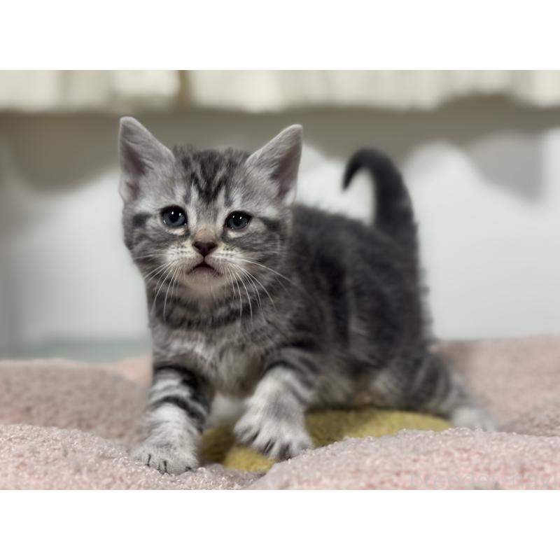 成約済の神奈川県のアメリカンショートヘア-135533の9枚目