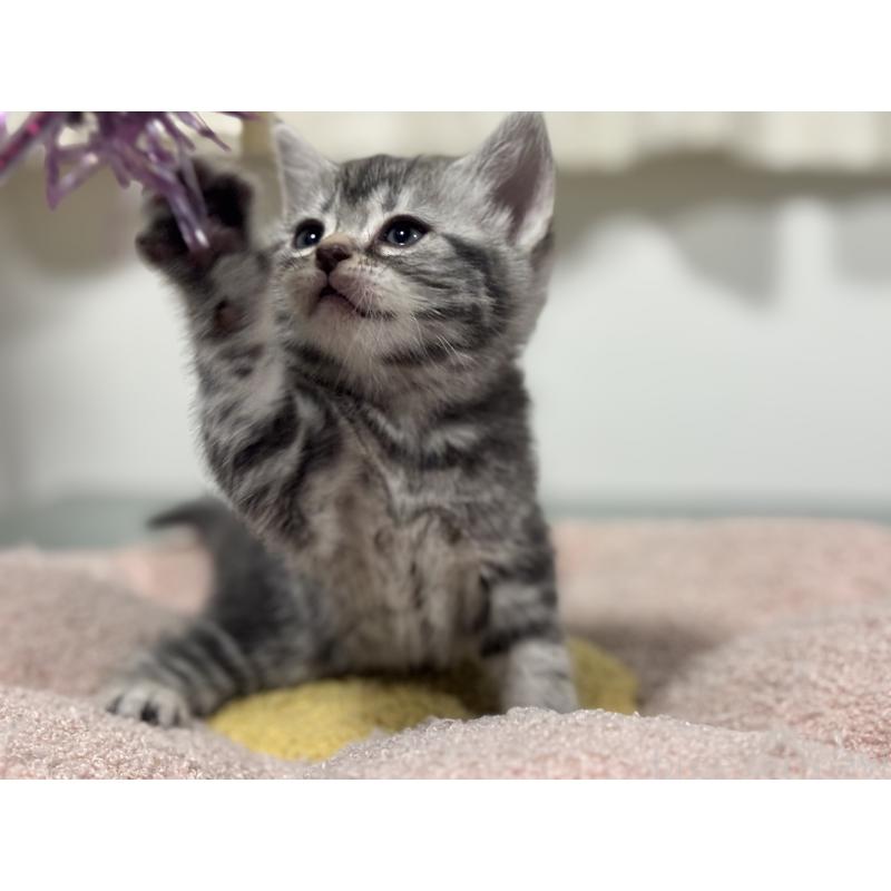 成約済の神奈川県のアメリカンショートヘア-135533の8枚目