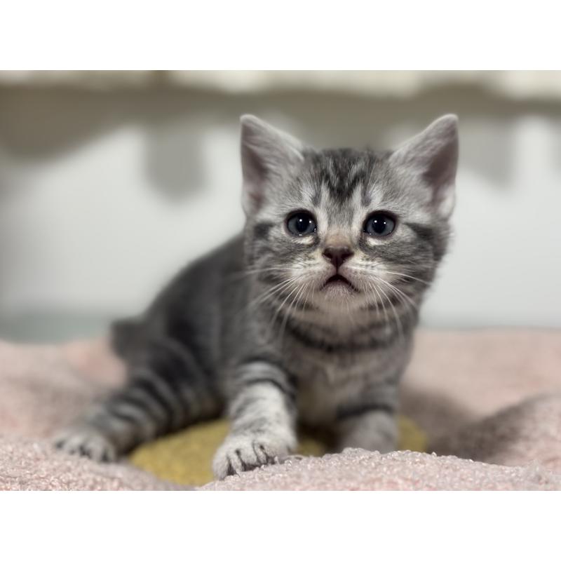 成約済の神奈川県のアメリカンショートヘア-135533の7枚目