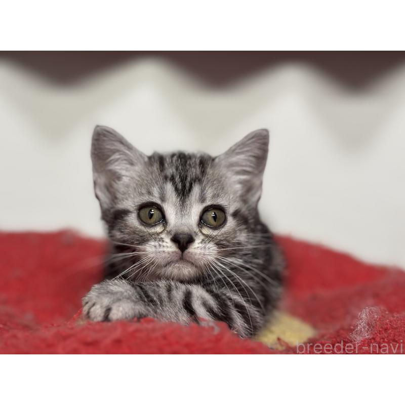 成約済の神奈川県のアメリカンショートヘア-134915の15枚目