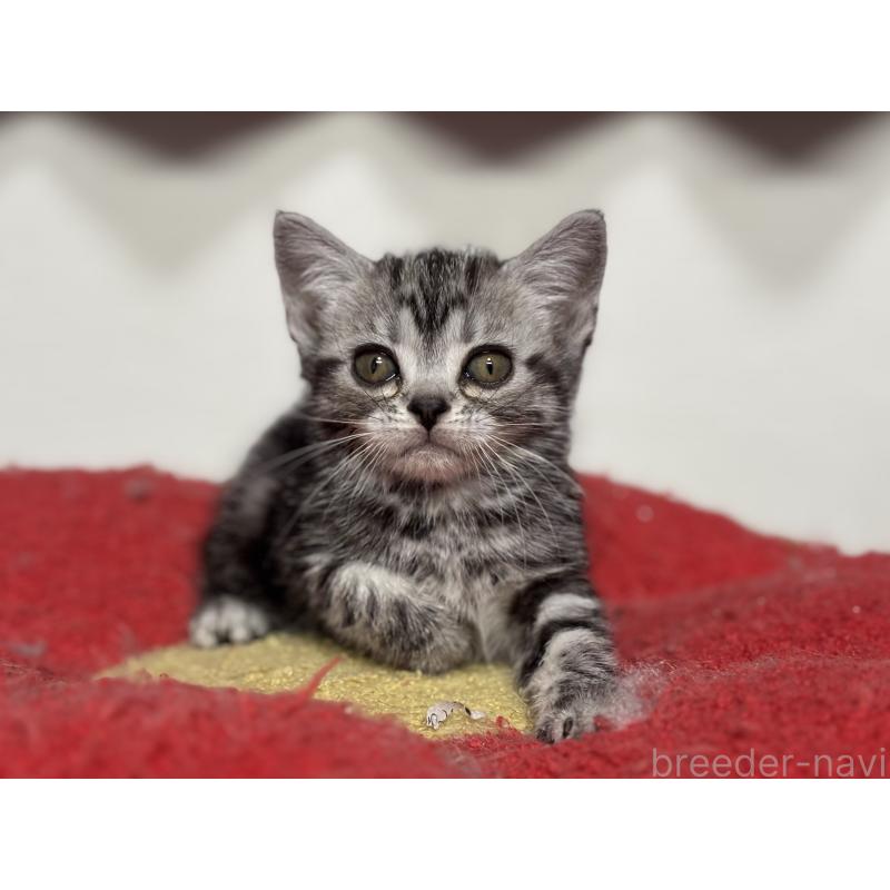 成約済の神奈川県のアメリカンショートヘア-134915の14枚目