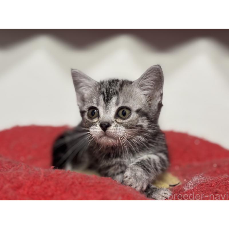 成約済の神奈川県のアメリカンショートヘア-134915の13枚目