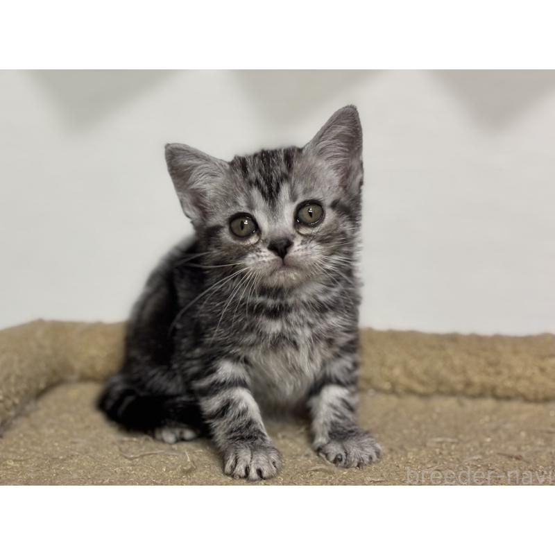 成約済の神奈川県のアメリカンショートヘア-134915の12枚目