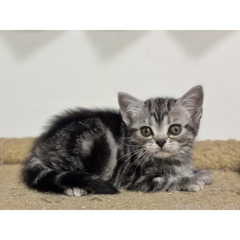 成約済の神奈川県のアメリカンショートヘア-134915の11枚目