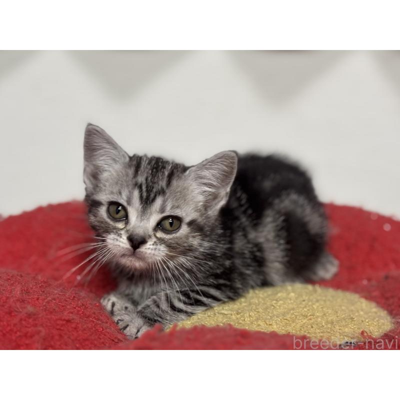 成約済の神奈川県のアメリカンショートヘア-134915の10枚目