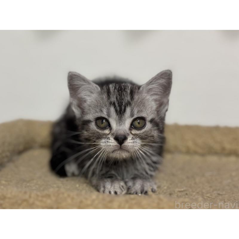 成約済の神奈川県のアメリカンショートヘア-134915の9枚目