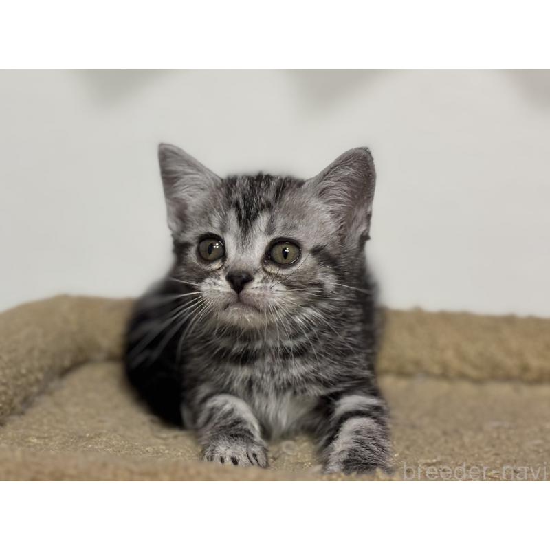 成約済の神奈川県のアメリカンショートヘア-134915の8枚目