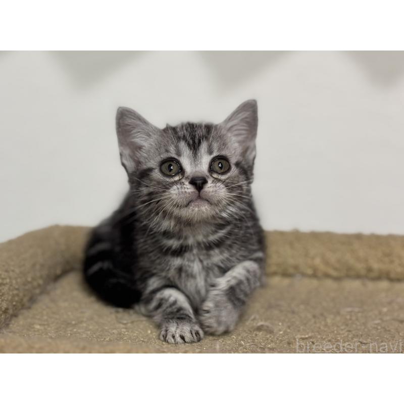 成約済の神奈川県のアメリカンショートヘア-134915の7枚目