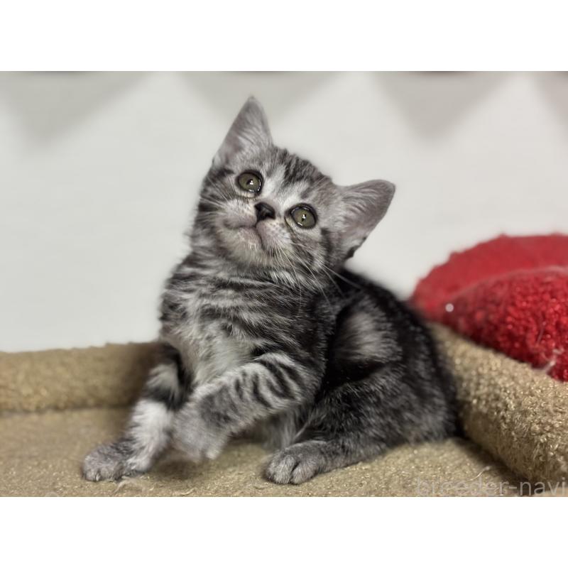 成約済の神奈川県のアメリカンショートヘア-134915の6枚目