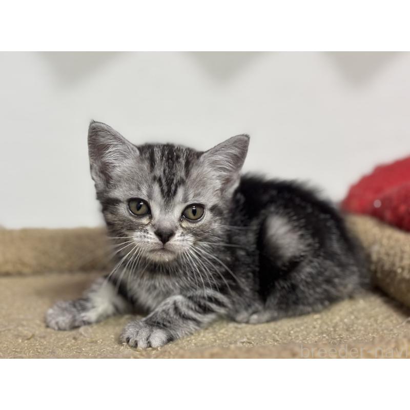 成約済の神奈川県のアメリカンショートヘア-134915の5枚目