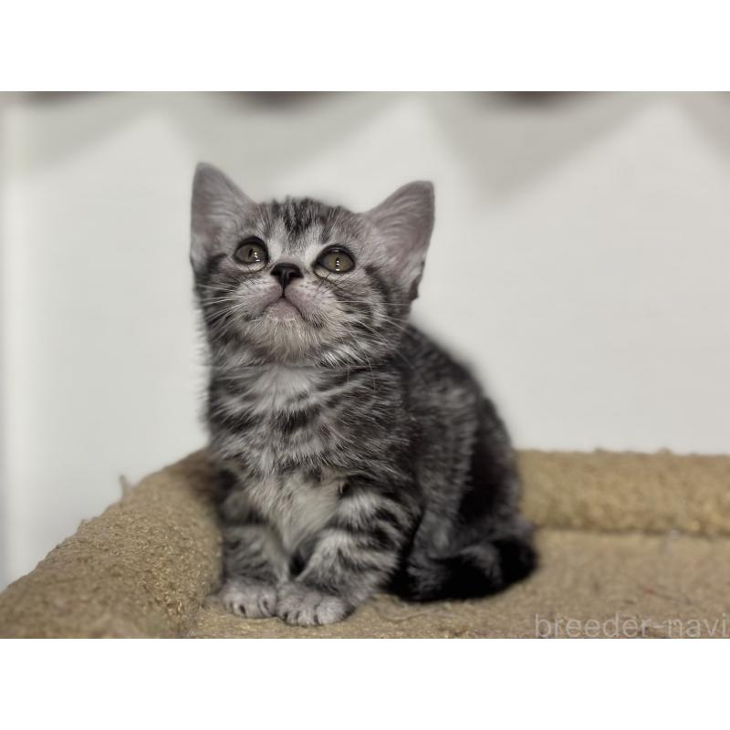 成約済の神奈川県のアメリカンショートヘア-134915の4枚目