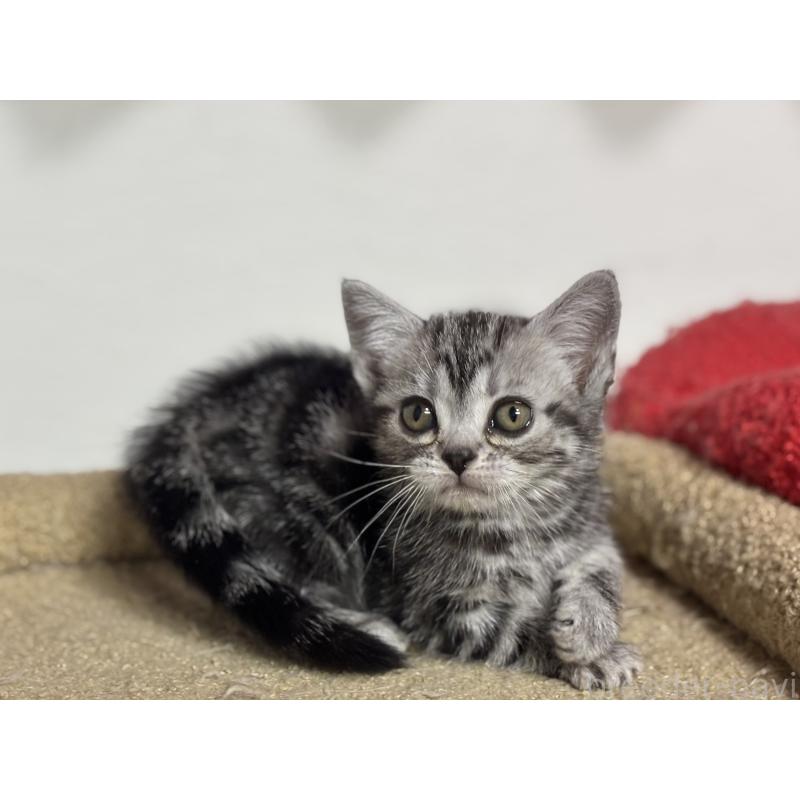 成約済の神奈川県のアメリカンショートヘア-134915の2枚目