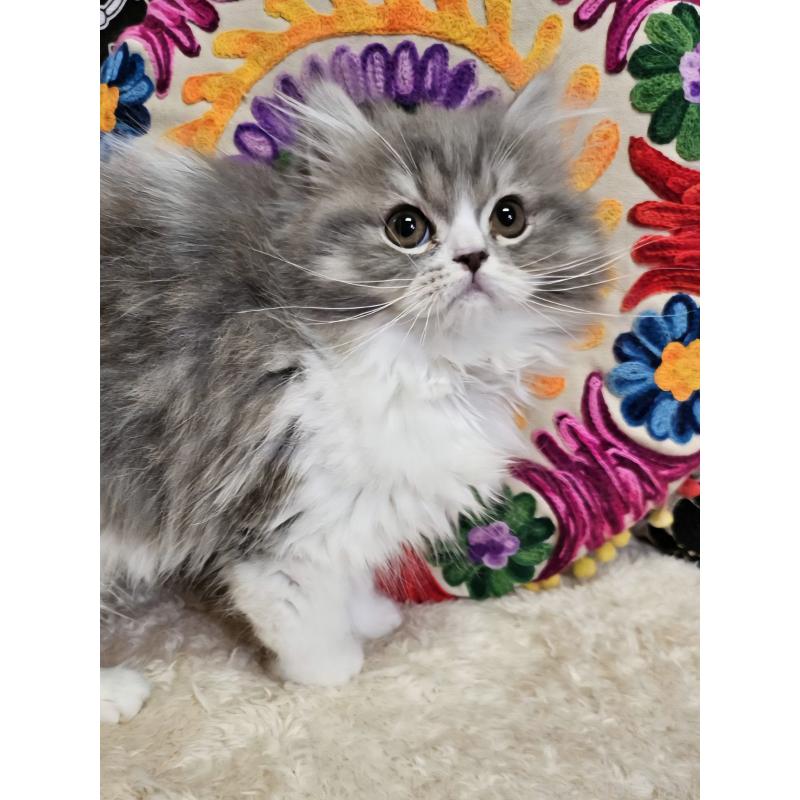 商談中の大阪府のラムキン-134643の5枚目