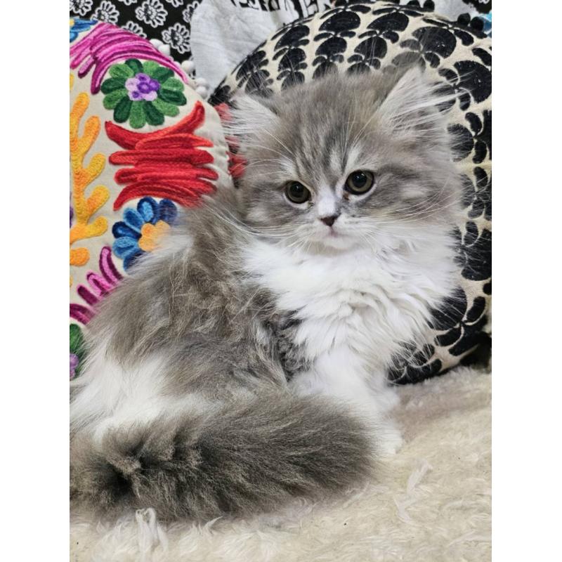 商談中の大阪府のラムキン-134643の4枚目