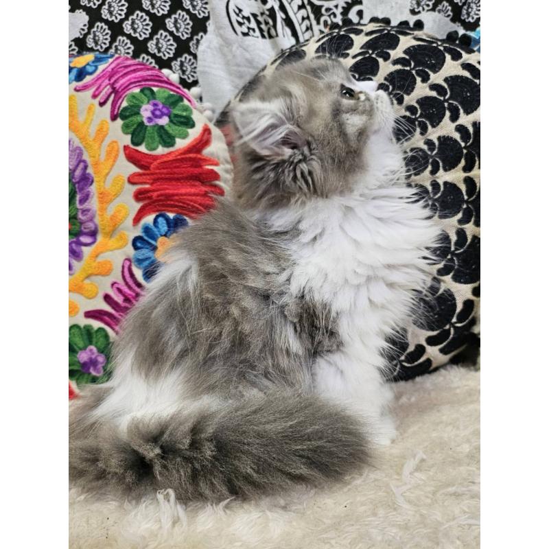 商談中の大阪府のラムキン-134643の2枚目