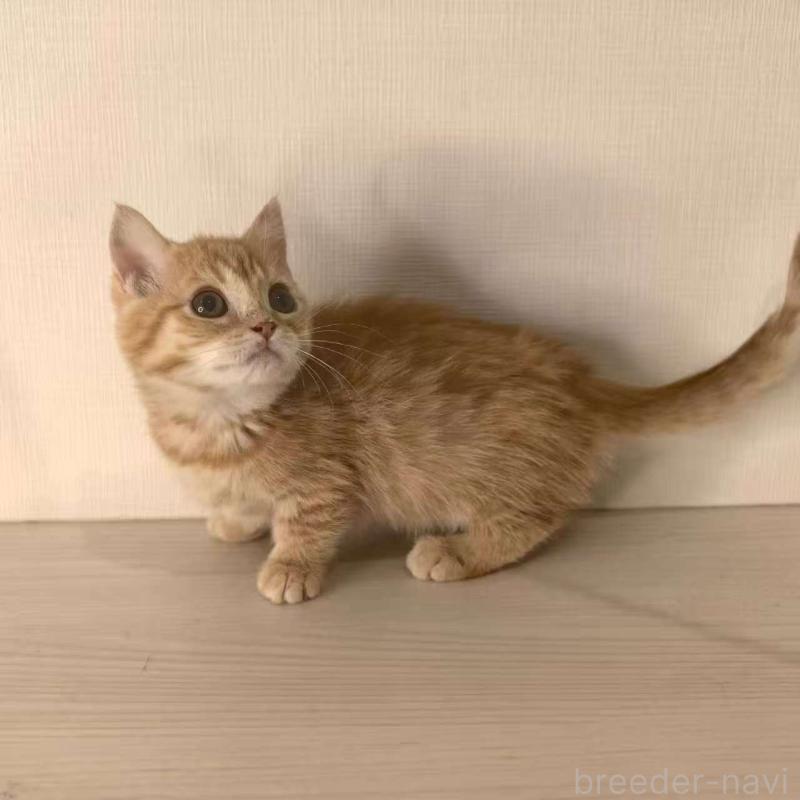 販売中の埼玉県のマンチカン(短足)-135968の1枚目