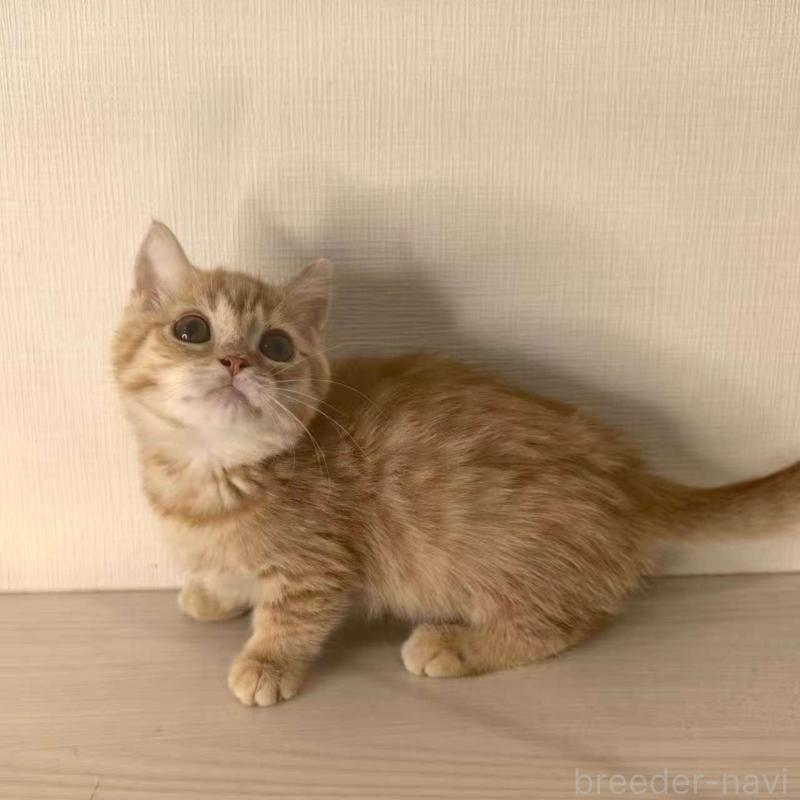 販売中の埼玉県のマンチカン(短足)-135968の5枚目