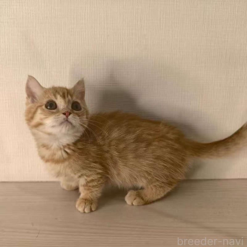 販売中の埼玉県のマンチカン(短足)-135968の4枚目